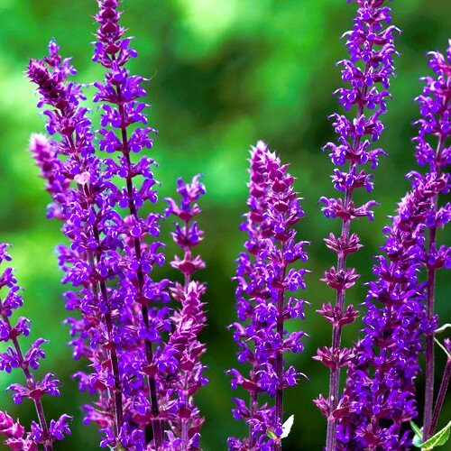 Salvia nemerosa Violet Queen - image 2