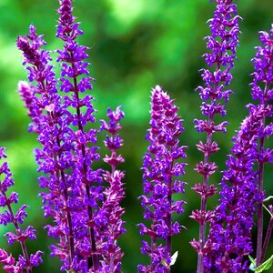 Salvia nemerosa Violet Queen - image 2
