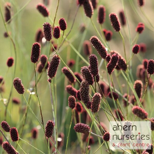 Sanguisorba Proud Mary - image 2