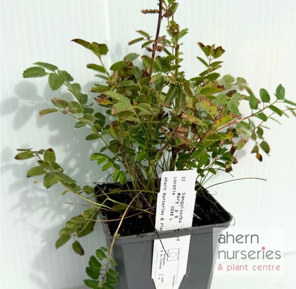 Sanguisorba Proud Mary - image 3