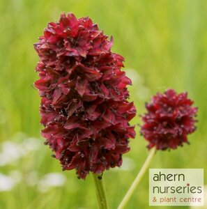Sanguisorba Proud Mary - image 1
