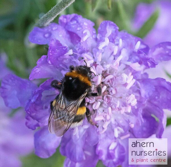 Scabiosa Pin Cushion blue - image 1