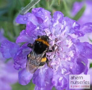 Scabiosa Pin Cushion blue - image 1