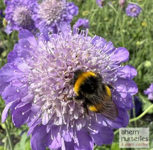 Scabiosa Pin Cushion blue - image 3