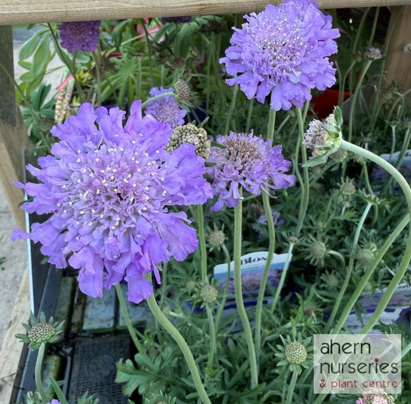 Scabiosa Pin Cushion blue - image 2