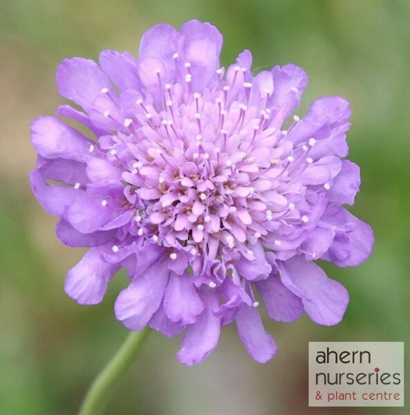 Scabiosa Pin Cushion blue - image 4