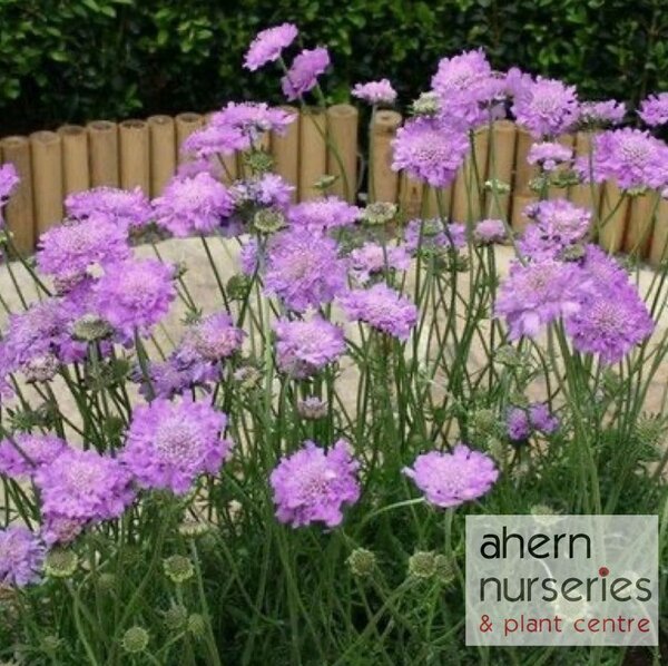 Scabiosa Pin Cushion Pink - image 2