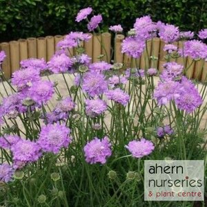 Scabiosa Pin Cushion Pink - image 2