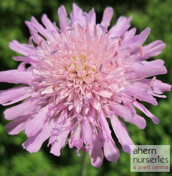 Scabiosa Pin Cushion Pink - image 3
