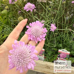 Scabiosa Pin Cushion Pink - image 1