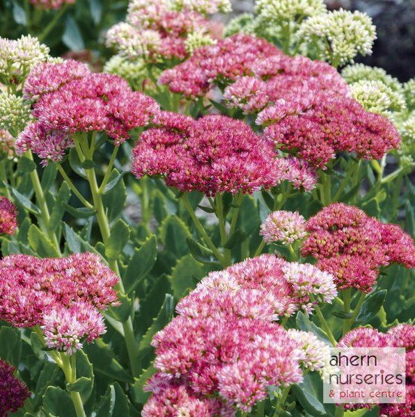 Sedum spectabile Brilliant - image 1