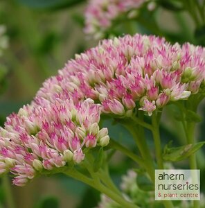Sedum spectabile Brilliant - image 4