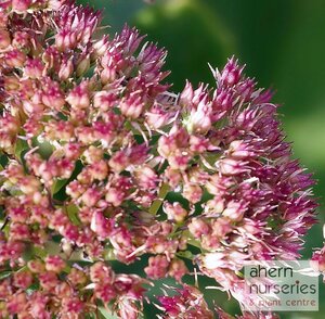 Sedum spectabile Brilliant - image 3