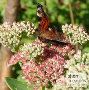 Sedum spectabile Brilliant - image 2