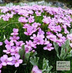 Silene Schafta - image 1