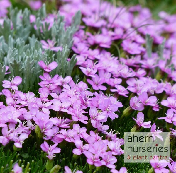 Silene Schafta - image 2