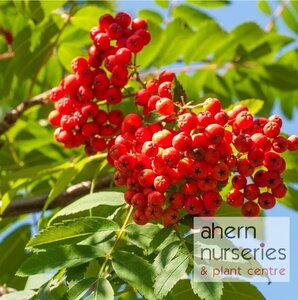 Sorbus aucuparia - Native Mountain Ash - 60cm-100cm - image 1