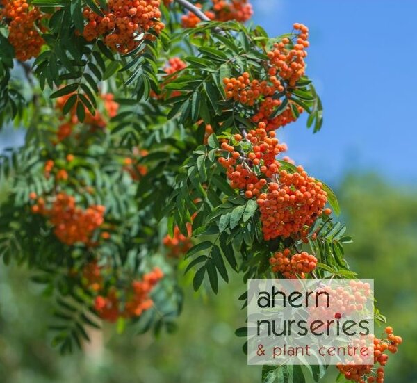 Sorbus aucuparia - Native Mountain Ash - 60cm-100cm - image 2