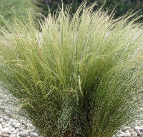 Stipa Ponytails