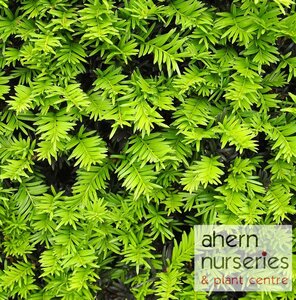 Taxus baccata - 30cm-50cm - image 2