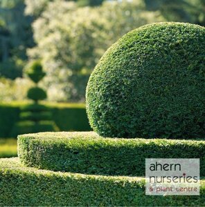 Taxus baccata - 30cm-50cm - image 3