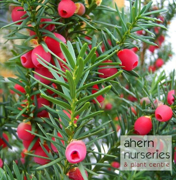 Taxus baccata - 30cm-50cm - image 1