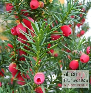 Taxus baccata - 30cm-50cm - image 1
