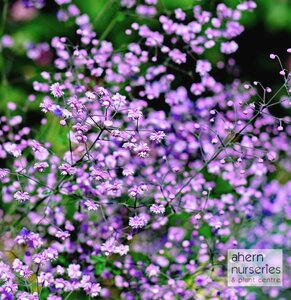 Thalictrum Hewitts Double - image 2
