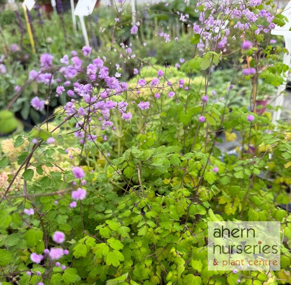 Thalictrum Hewitts Double - image 3
