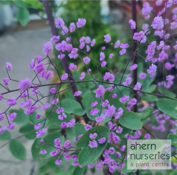 Thalictrum rochbrunianum - image 1