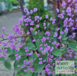 Thalictrum rochbrunianum - image 1