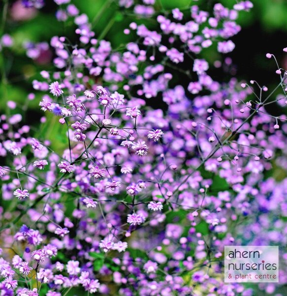 Thalictrum rochbrunianum - image 2