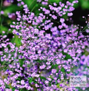 Thalictrum rochbrunianum - image 2