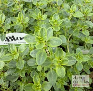 Thyme Lemon Variegated