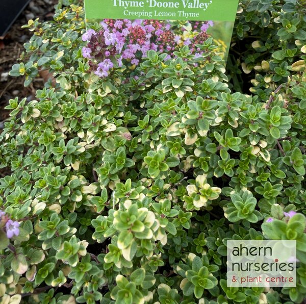 Thymus Doone Vally - image 1