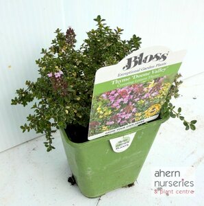 Thymus Doone Vally - image 3