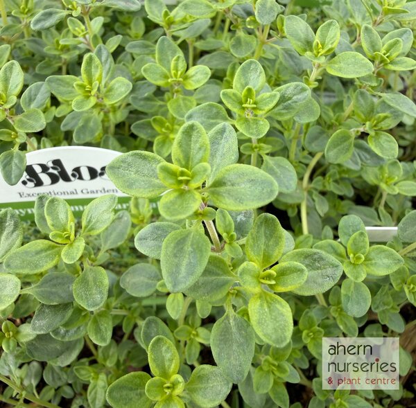 Thymus Lemon Variegated - image 1