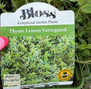Thymus Lemon Variegated - image 2