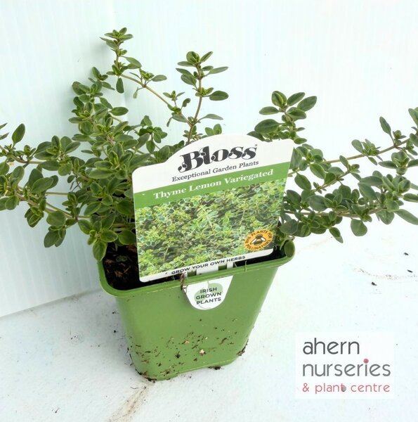 Thymus Lemon Variegated - image 3