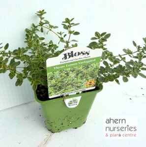 Thymus Lemon Variegated - image 3