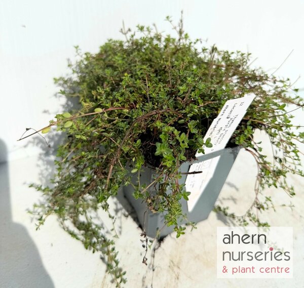 Thymus Purple Beauty
