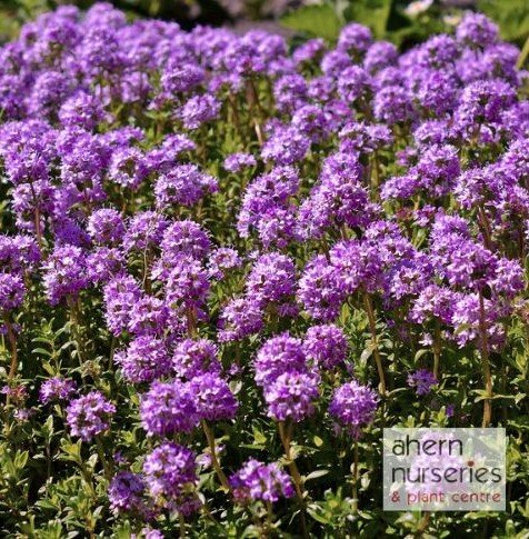 Thymus Purple Beauty - image 2
