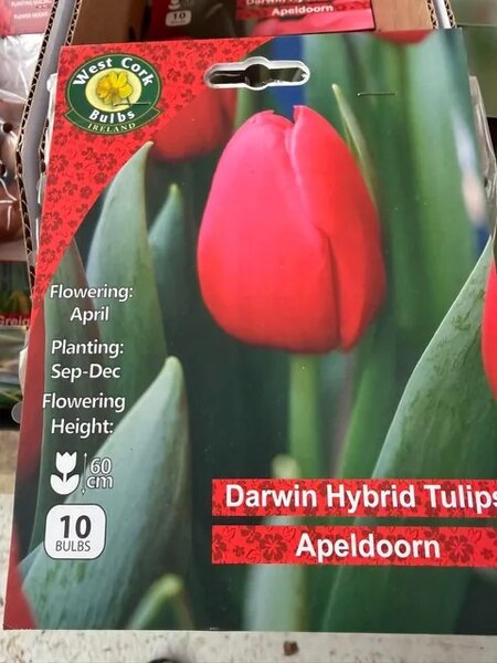Tulipa Apeldoorn 10 Bulbs
