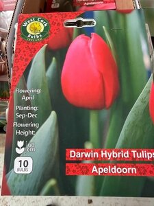 Tulipa Apeldoorn 10 Bulbs