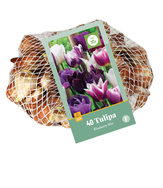 Tulipa Blueberry Mixed 35 Bulbs