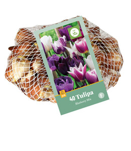 Tulipa Blueberry Mixed 35 Bulbs
