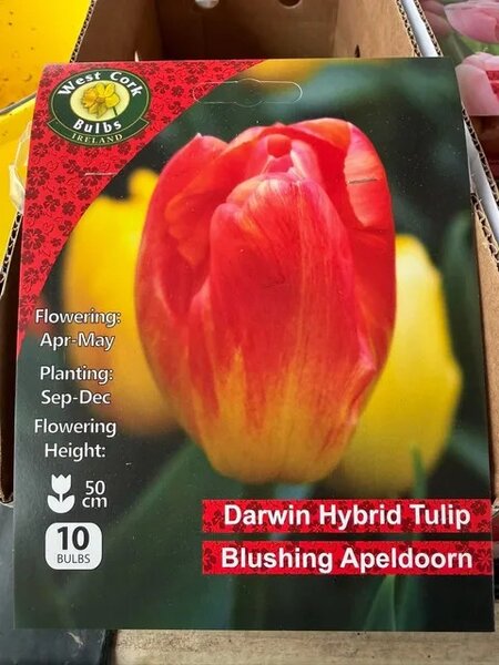Tulipa Blushing Apeldoorn 10 Bulbs