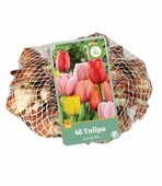 Tulipa Darwin Hybrid Mix 40 Bulbs