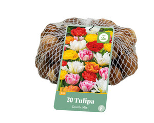 Tulipa Double Mixed 30 Bulbs