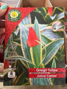 Tulipa Dwarf Julius Caesar 8 Bulbs